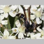 Symmorphus bifasciatus - Lehmwespe 16b.jpg